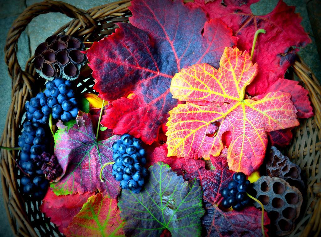 Agriturismo Casa De Colores Moretta 외부 사진